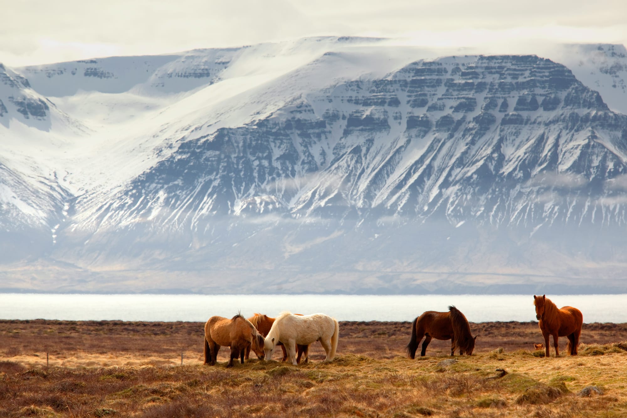 Icelandic